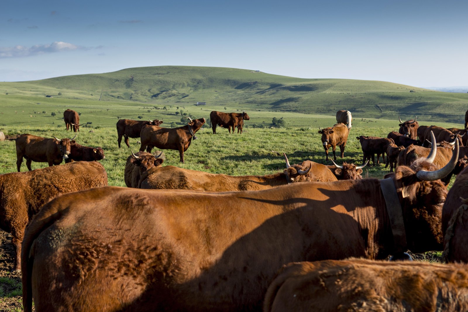 Vaches salers rousses dans une prairie vallonnée du Cantal.